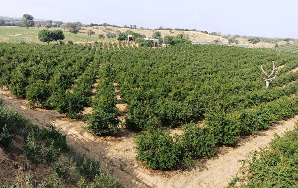 राष्ट्रीय बागवानी मिशन योजना में बीकानेर का चयन, फल-बगीचा स्थापना के लिए मिलेगा अनुदान